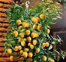 USA Store 20 Seeds Bonsai Tiger Melon Seeds Mini Delicious Fruit Dwarf Planter T - $8.85