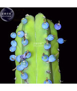 100% Genuine Myrtillocactus geometrizans Bilberry Cactus Seeds - $9.98