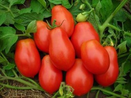 (4) Live Roma Tomato Plants.  Stout 4&quot; Tall Plants - £19.75 GBP