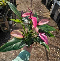 Anthurium Zizou | Andraeanum Anthurium | Pink Plant Pink Flower | 4in pot - $18.80