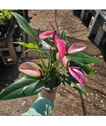 Anthurium Zizou | Andraeanum Anthurium | Pink Plant Pink Flower | 4in pot - $18.80