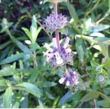 Black Sage Salvia Mellifera 100 Seeds Fresh Garden - £11.75 GBP