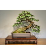 SEED- Douglas Fir Evergreens Seeds for Tall and Straight Landscape or Bo... - €6,10 EUR+