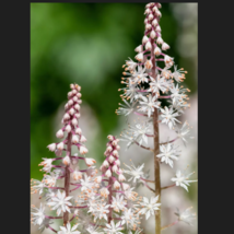  Filigran Foamflower White &amp; Pink Shade Flower 20 Seeds - £7.87 GBP