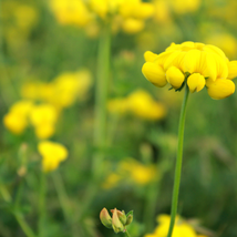 Black Medic Bright Yellow Flowers 100 PCS Seeds - $10.63