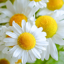 SALE  German Chamomile Seeds 2,500 Seeds Heirloom - Non-Gmo - £3.17 GBP