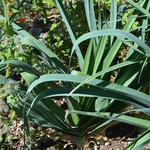 Fresh New Blue Solaise Leek Seeds 40 Seeds USA Seller - $17.94