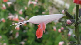 FREE SHIPPING Salvia coccinea Coral Nymph Texas Hummingbird Sage 5 Seeds - £14.42 GBP