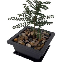 Seiju Dwarf Chinese Elm Ulmus Parvifolia 4.7 inch Square Bonsai Pot And ... - £30.87 GBP