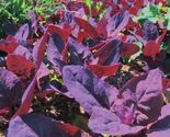 Orach Red Fire Seeds, French Spinach, Mountain Spinach, NON-GMO, FREE SH... - $1.97+