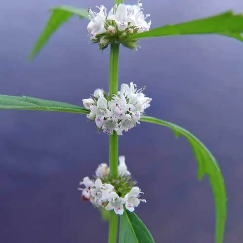 US Seller Lycopus Americanus American Bugleweed Common Water Horehound 20 Seeds - £21.61 GBP