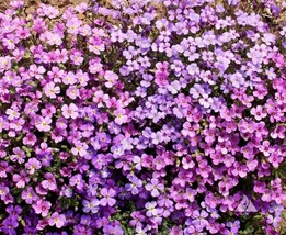 Groundcover Rock Cress Purple Fragrant Honey Bees Rock Gardens 1000 Seeds - £7.06 GBP