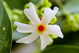 Tropical Seeds - Rare Coral Jasmine -10 Heirloom Seeds- Tropical Perennial  - £4.77 GBP