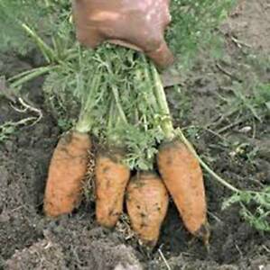 SR Carrot, Danvers Half Long, Heirloom, Non Gmo,  20+ Seeds, Carrots - $3.29