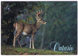 Postcard Ontario White Tailed Deer 4 1/2&quot; x 6 1/2&quot; - £3.11 GBP