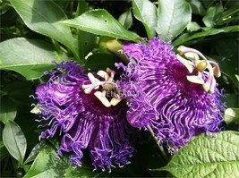 Passiflora Temptation Flower Seeds 30 Seeds Gardening USA SELLER - $6.22