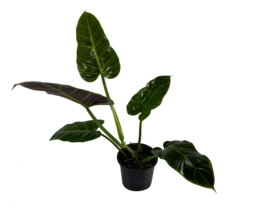 Philodendron Subhastatum by LEAL PLANTS ECUADOR | Live House Plant for I... - $30.00
