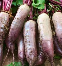 Beet Seeds 100+ Cylindra Survival Garden Healthy Sweet Vegetables From US - £6.14 GBP