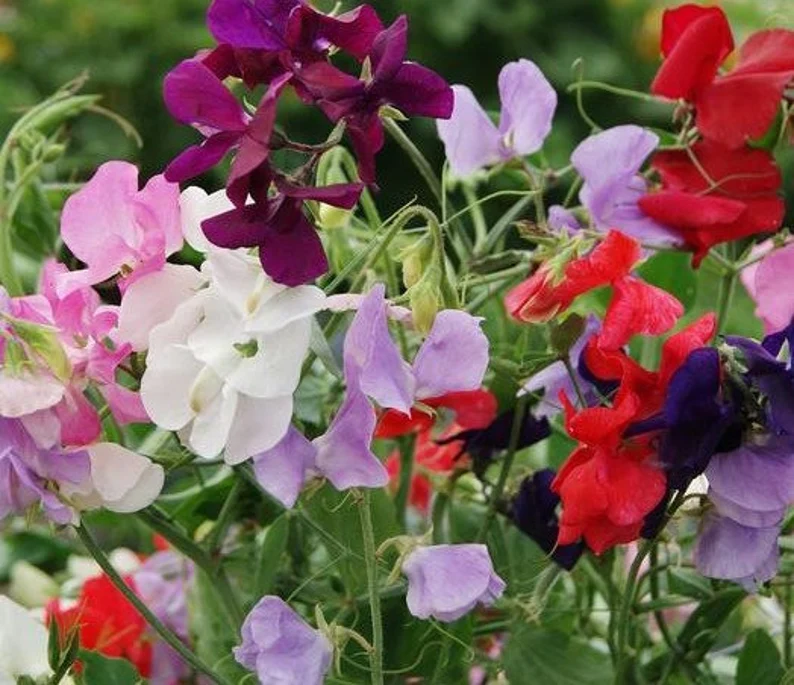 Promotion 100 seeds Royal Symphony' Sweet Pea Mixed Seeds - $5.60