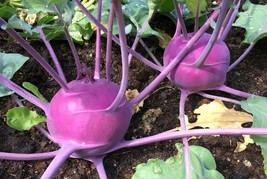 Organic Purple Vienna Kohlrabi Seeds One Gram Fresh Garden USA SELLER - $11.75