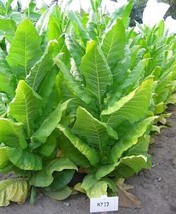VP Chinese Michili Cabbage - Non-Gmo Heirloom Cabbage 1,000 Pure Seeds - £5.09 GBP