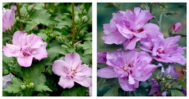 HIBISCUS SYRIACUS &#39;ARDENS&#39; - Starter Plant - Approx 7-9 Inch - £31.59 GBP