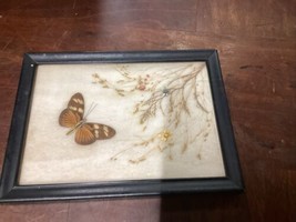 Vintage Butterfly Flowers Taxidermy In Photo Frame - 7.75x5.75” - $25.74