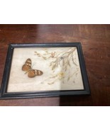 Vintage Butterfly Flowers Taxidermy In Photo Frame - 7.75x5.75” - $752.67 MXN