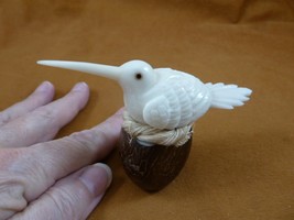 TNE-BIR-HU-680b) Hummingbird bird + nest TAGUA NUT figurine hummingbirds - $40.19