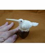 TNE-BIR-HU-680b) Hummingbird bird + nest TAGUA NUT figurine hummingbirds - €34,28 EUR