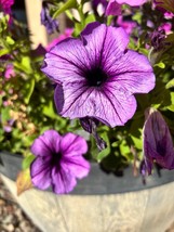 Petunia Seeds Dark Purple Petunia Seeds (50/100 Seeds) - £4.42 GBP