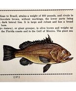 Jewfish 1939 Salt Water Fish Art Gordon Ertz Color Plate Print Antique P... - $547.38 MXN