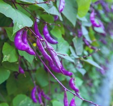 Purple Hyacinth Bean Vine Seeds-15 Seeds-Grow Purple Pod Beans-Dolichos La Garde - $19.92