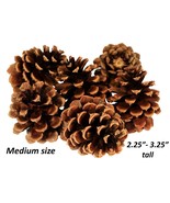 Case of 250 Oregon Ponderosa Pine Cones Organic Natural Medium size 2.25... - £91.58 GBP