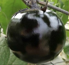 US Seller 30 Round Black Eggplant Seeds High Yield Tasty Green Asian Garden - £7.62 GBP