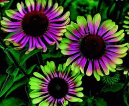 HT 20 Green Twister Purple Cone Flowers Garden Flower Seeds Planting Seeds - $9.50