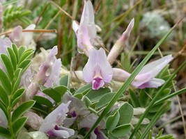 10 Ground Plum Flower Cover Ground Plum Milkvetch Astragalus Crassicarpus Seeds  - £11.91 GBP