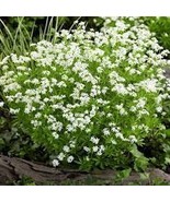 Sweet Woodruff White Galium odoratum Ground Cover Flowers 200 PCS Seeds - $14.29