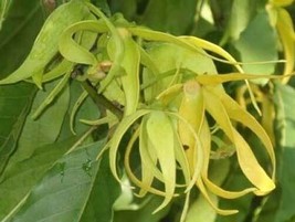 Cananga Odorata Ylang Ylang Channel 5 Tree 10 Seeds Garden Beautiful USA Seller - $19.28