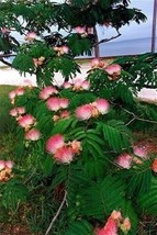 25 seeds  Mimosa / Persian Silk Tree Albizia Julibrissin Flower - £6.86 GBP