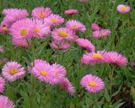 50 Erigeron Pink Jewel Perennial Seeds Drought Tolerant Flower Flea Repellant - £14.35 GBP