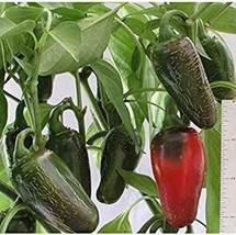 Mucho Nacho Jalapeno Pepper Seeds 30 Seed Package For Garden - $4.73