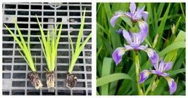Iris versicolor Northern Blue Flag Starter Plant Plug - £28.10 GBP