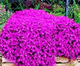 100 Seeds Creeping Thyme Seeds Rock Cress Rose Purple Color Fresh Garden USA SEL - $8.13