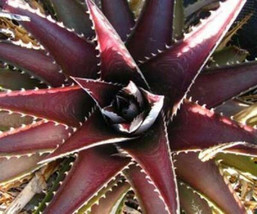 DYCKIA PLATYPHYLLA exotic bromeliad rare color flowering succulent seed 25 seeds - £7.06 GBP