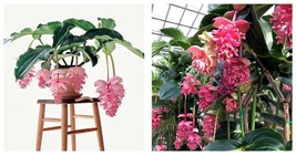 Pink Medinilla Magnifica Flowers Easy to Grow Garden 50+ Seeds   - £16.83 GBP