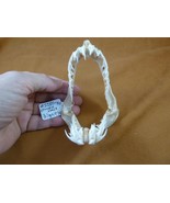 (SJ80-40) Rare 3-1/8&quot; wide CROCODILE SHARK jaw sharks Pseudocarcharias k... - $223.77 CAD