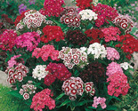 500 -Sweet William Single Mix Seeds Fast Shipping - £7.20 GBP
