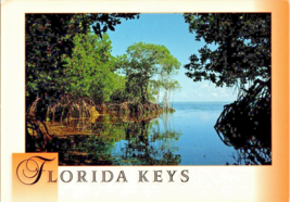 Postcard Florida Keys Mangroves Along the Shore Photo Larry Benvenuti  6 x 4 Ins - £4.57 GBP