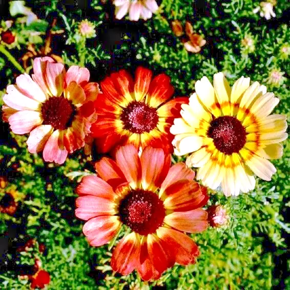 Semilir 300 Painted Daisy Seeds Vegetable Suppliers - €8,66 EUR